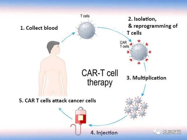 最新CART免疫治療臨床招募，突破癌癥治療的新希望